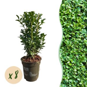 5703d3775505417bb9eb268e94cfec08b0538d8436fc43c1a7b2397a5684ae2c.jpg Heckenpflanzen - Buxus sempervirens - Blatt grün - 8 Pflanzen - 1 laufender Meter - immergrün - Topf 9cm Höhe 20-25cm