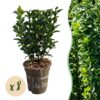 Heckenpflanzen - Euonymus japonica Green Spire - Blatt grün - 8 Pflanzen - 1 laufender Meter - immergrün - Topf 9cm Höhe 20-25cm