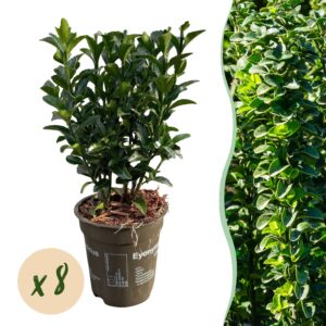 5f4341007d46459aa72b537ec37a7345dc15c58475694581aa0aeef37ecc9aa9.jpg Heckenpflanzen - Euonymus japonica Green Spire - Blatt grün - 8 Pflanzen - 1 laufender Meter - immergrün - Topf 9cm Höhe 20-25cm