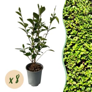 625cbdd9d6a043c1938a38c8d7648c54fc17d90913ca490dbe220a35be9f2bcb.jpg Heckenpflanzen - Ligustrum ovalifolium - Blatt grün - 8 Pflanzen - 1 laufender Meter - immergrün - Topf 9cm Höhe 35-40cm