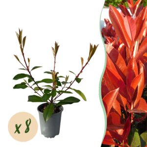 c6fa2dbd78994c6faf4865802f7dfad28d2ecb832c8044e78bbb025dfb4cdfc6.jpg Heckenpflanzen - Photnia fraseri Red Robin - Blatt rot grün - 8 Pflanzen - 1 laufender Meter - immergrün - Topf 9cm Höhe 30-35cm
