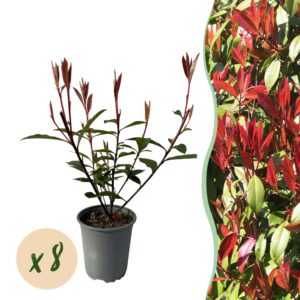 767bd14b0de94af792d1df1d6e50a0aa511722b1773e4a2d91901a9c1bf3b0aa.jpg Heckenpflanzen - Photinia fraseri Carre Rouge - rot grün Blatt - 8 Pflanzen - 1 laufender Meter - immergrün - Topf 9cm Höhe 30-35cm