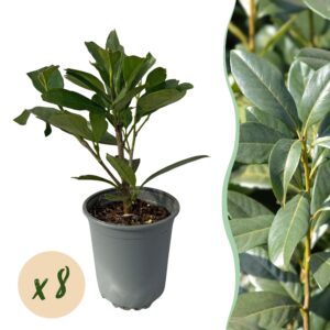 68ab63619fbe4401afd57dafdbad95b666ebed0f71364fb3bb98c280b840aa0d.jpg Heckenpflanzen - Prunus laurocerasus Caucasica - Blatt grün - 8 Pflanzen - 1 laufenden Meter - immergrün - Topf 9cm Höhe 30-35cm