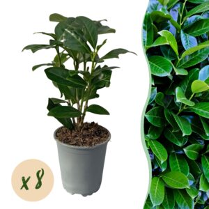 ef02cf7443744f65957e575fb9e47cbaa1e96fdfc75b4bd791b8a63687657c48.jpg Heckenpflanzen - Prunus laurocerasus Novita - Blatt grün - 8 Pflanzen - 1 laufender Meter - immergrün - Topf 9cm Höhe 30-35cm