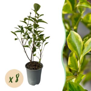 91a57a4195cd482aa1a312bbe9427a81143a95980d4e426a80fa02dca6cc3cae.jpg Heckenpflanzen - Ligustrum ovalifolium Aureum - Blätter gelb grün - 8 Pflanzen - 1 laufender Meter - immergrün - Topf 9cm Höhe 35-40cm