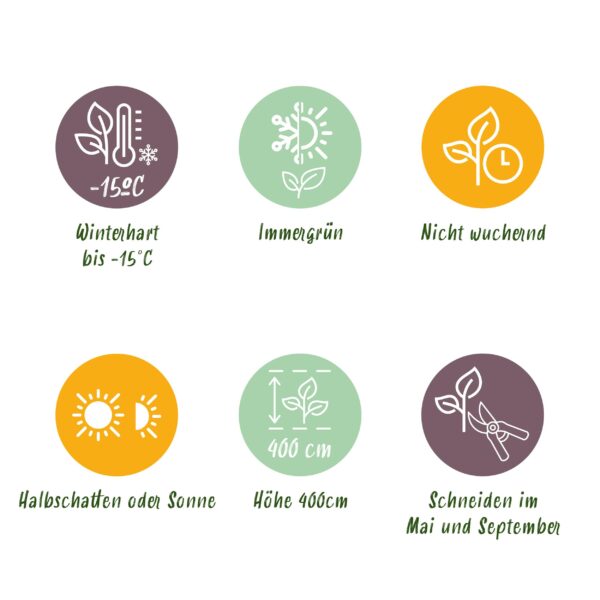 Heckenpflanzen - Ligustrum ovalifolium Aureum - Blätter gelb grün - 8 Pflanzen - 1 laufender Meter - immergrün - Topf 9cm Höhe 35-40cm