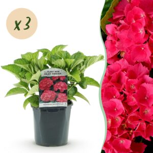 aebf6c755b8d42e28144b340f63bf1fffb9b1ae941b046eebfe7cb0ebe356054.jpg Hortensie - Hydrangea macrophylla Rot - Blume Rot - 3 Pflanzen - 1 m2 - Laubabwerfend - Wenig Pflege