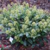 Skimmia japonica Finchy - Blüte Weiß - 40+ Blüten - Winterhart