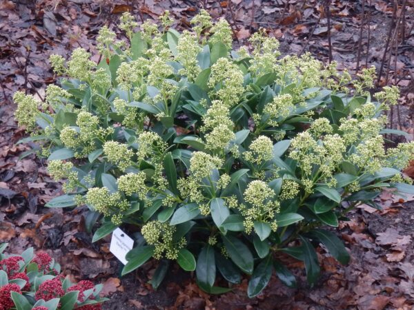 Skimmia japonica Finchy - Blüte Weiß - 40+ Blüten - Winterhart