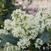 Skimmia japonica Finchy - Blüte Weiß - 40+ Blüten - Winterhart
