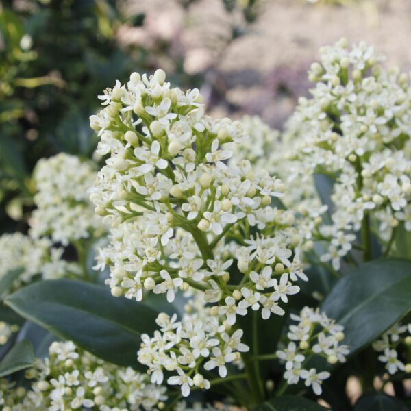 Skimmia japonica Finchy - Blüte Weiß - 40+ Blüten - Winterhart