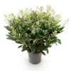 Skimmia japonica Finchy - Blüte Weiß - 40+ Blüten - Winterhart