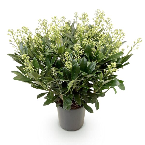 Skimmia japonica Finchy - Blüte Weiß - 40+ Blüten - Winterhart