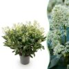 Skimmia japonica Finchy - Blüte Weiß - 40+ Blüten - Winterhart