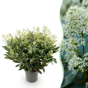 e0ba3c49d41440e280926182154fa6c2173c97b73465422a9952a88af34842a9.jpg Skimmia japonica Finchy - Blüte Weiß - 40+ Blüten - Winterhart