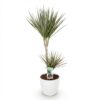 4ba5a07ec4214f3b9bd2d2c9246f07d441ac6ae563e944ac8de01e6e9a53d2e2.jpg Dracaena Marginata Bicolour - Drachenbaum - Pflegeleicht - Grün - mit Potter White