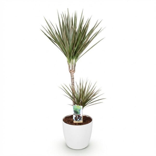 4ba5a07ec4214f3b9bd2d2c9246f07d441ac6ae563e944ac8de01e6e9a53d2e2.jpg Dracaena Marginata Bicolour - Drachenbaum - Pflegeleicht - Grün - mit Potter White