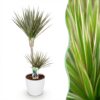 6c47800805a4444d9a907edb76b07135aaeb61d5a60b41779761527e9d6d4d18.jpg Dracaena Marginata Bicolour - Drachenbaum - Pflegeleicht - Grün - mit Potter White