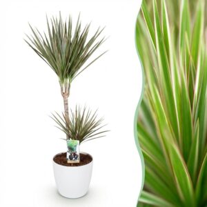6c47800805a4444d9a907edb76b07135aaeb61d5a60b41779761527e9d6d4d18.jpg Dracaena Marginata Bicolour - Drachenbaum - Pflegeleicht - Grün - mit Potter White
