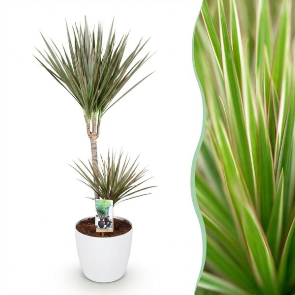 6c47800805a4444d9a907edb76b07135aaeb61d5a60b41779761527e9d6d4d18.jpg Dracaena Marginata Bicolour - Drachenbaum - Pflegeleicht - Grün - mit Potter White