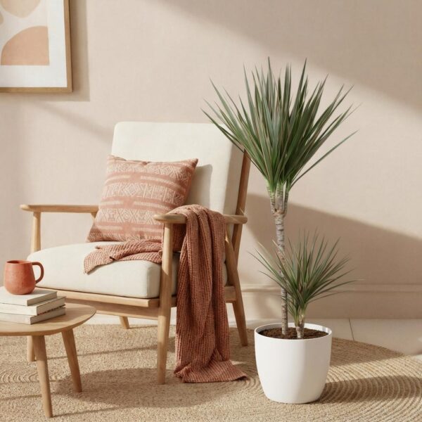 f3a4c6c857bd4abebafae7987a803206b3d47a7c143643f08e931102ce68f091.jpg Dracaena Marginata Bicolour - Drachenbaum - Pflegeleicht - Grün - mit Potter White