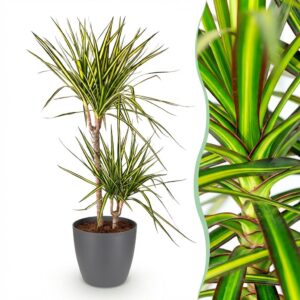 Dracaena Sunray - Drachenbaum - Pflegeleicht - Grün - mit Potter Grey