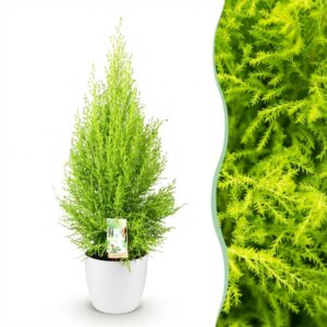 Cupressus Gold Crest Wilma - Zimmerkonifere - Pflegeleicht - Grün - mit Potter White