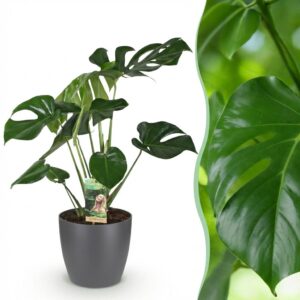 Monstera Deliciosa - Lochpflanze - Pflegeleicht - Grün - mit Potter Grey