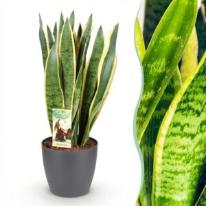 Sansevieria Laurentii - Weibliche Zunge - Pflegeleicht - Grün - mit Potter Grey
