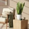 086e3f013f4f4f4b939b837bac8966016211a489b0734f95b02f361a06bd7a4e.jpg Sansevieria Laurentii - Weibliche Zunge - Pflegeleicht - Grün - mit Potter White