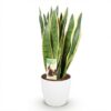 5a2dfdd145764e3eb916752c11f9f8d29d42218c9d0e424bb0317fcb098fc16d.jpg Sansevieria Laurentii - Weibliche Zunge - Pflegeleicht - Grün - mit Potter White