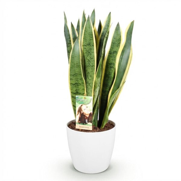 5a2dfdd145764e3eb916752c11f9f8d29d42218c9d0e424bb0317fcb098fc16d.jpg Sansevieria Laurentii - Weibliche Zunge - Pflegeleicht - Grün - mit Potter White