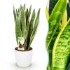 b8eae64dddab4b3e81e1e3df1ebcb893245b261da83e4129adc216dcee2e6b09.jpg Sansevieria Laurentii - Weibliche Zunge - Pflegeleicht - Grün - mit Potter White