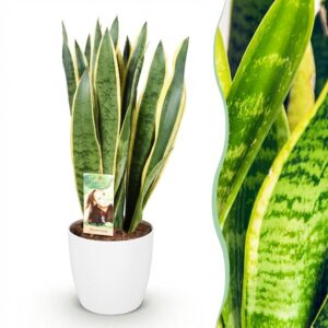 Sansevieria Laurentii - Weibliche Zunge - Pflegeleicht - Grün - mit Potter White