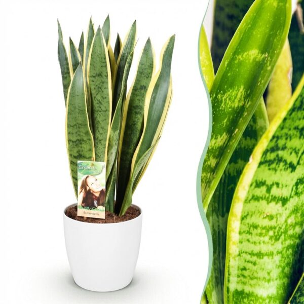 b8eae64dddab4b3e81e1e3df1ebcb893245b261da83e4129adc216dcee2e6b09.jpg Sansevieria Laurentii - Weibliche Zunge - Pflegeleicht - Grün - mit Potter White