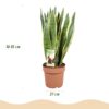 fc48af1cbb584862a166c6b862f5098b958180484c5745bfbf569de70d8e0476.jpg Sansevieria Laurentii - Weibliche Zunge - Pflegeleicht - Grün - mit Potter White