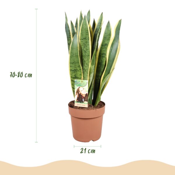 fc48af1cbb584862a166c6b862f5098b958180484c5745bfbf569de70d8e0476.jpg Sansevieria Laurentii - Weibliche Zunge - Pflegeleicht - Grün - mit Potter White