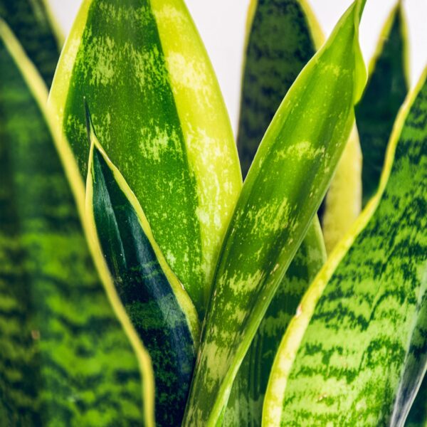ff59b3c08a9d4836ac3da968b663fea03977414c73204068bad5d6c304bdaef1.jpg Sansevieria Laurentii - Weibliche Zunge - Pflegeleicht - Grün - mit Potter White