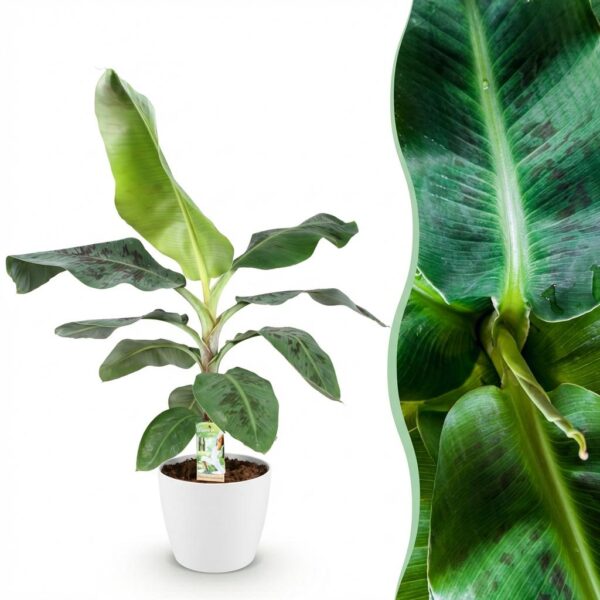 Musa acuminata Dwarf Cavendish - Bananenpflanze - Pflegeleicht - Grün - mit Potter White