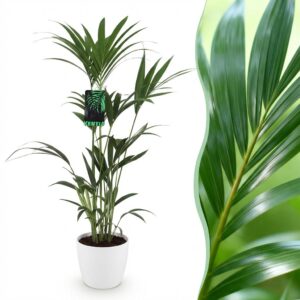 Howea Forsteriana - Kentia Palm - Pflegeleicht - Grün - mit Potter White