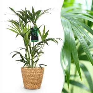 Howea Forsteriana - Kentia Palm - Pflegeleicht - Grün - mit Korb