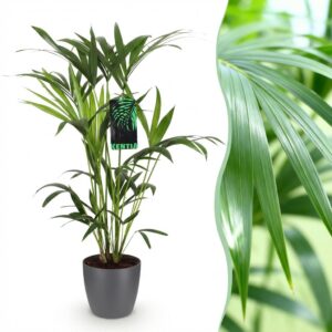 Howea Forsteriana - Kentia Palme - Pflegeleicht - Grün - mit Potter Grau