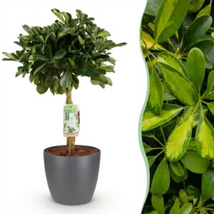 Schefflera Gold Capelle - Fingerbaum - Pflegeleicht - Grün - Gold - mit Potter Grey