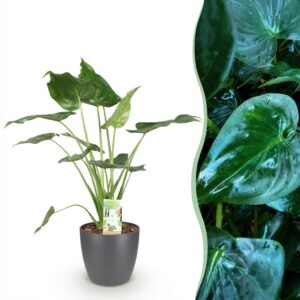 Alocasia Cucullata - Buddha,s hand - Pflegeleicht - Grün - mit Potter Grey