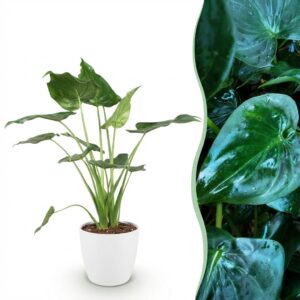 Alocasia Cucullata - Buddha,s hand - Pflegeleicht - Grün - mit Potter White