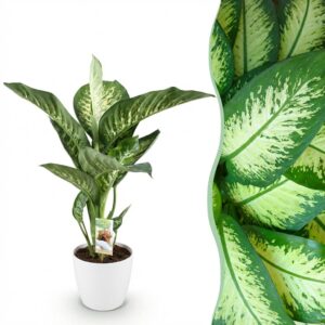 Diefenbachia Tropic Snow - Dieffenbachia - Pflegeleicht - Grün - mit Potter White