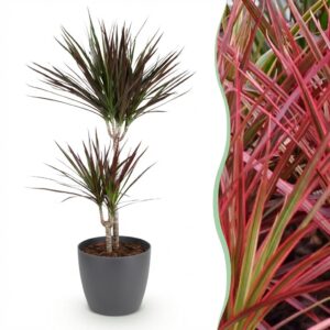 Dracaena Magenta - Drachenbaum - Pflegeleicht - Grün - mit Potter Grey