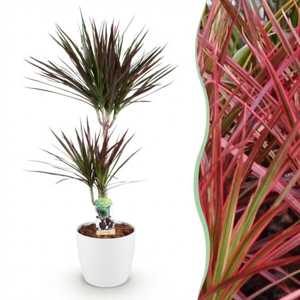 Dracaena Magenta - Drachenbaum - Pflegeleicht - Grün - mit Potter White