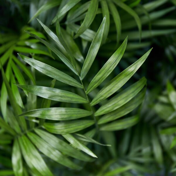 aa77ca34793d4e5c963eeaf87b98ad5bf02b61925757415f82a15fabbaf6ecd2.jpg Chamaedorea elegans - Goldpalme - Haustierfreundliche Pflanze - Grün - 2 Pflanzen - mit Potter Grey