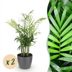 Chamaedorea elegans - Goldpalme - Haustierfreundliche Pflanze - Grün - 2 Pflanzen - mit Potter Grey